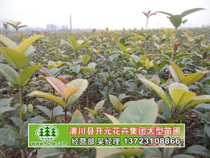 供應(yīng)潢川桂花苗