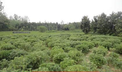 供應(yīng)河南海桐球