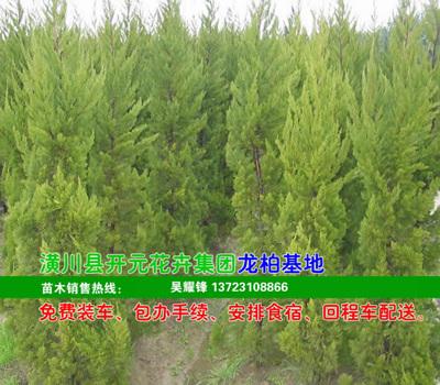 供應(yīng)河南龍柏