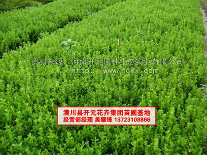 潢川豆瓣黃楊圖片