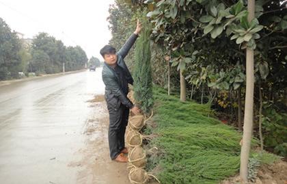 供應(yīng)潢川刺柏