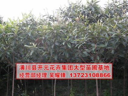 供應(yīng)枇杷,河南枇杷,枇杷價格,潢川枇杷