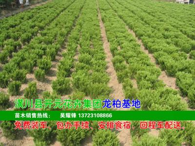 供應(yīng)河南龍柏