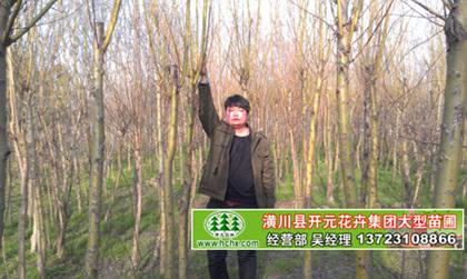 河南垂柳直銷
