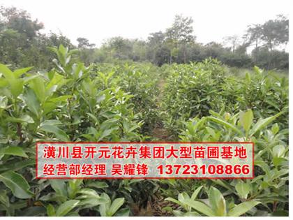 供應(yīng)河南法國冬青