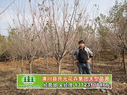 供應(yīng)櫻花河南潢川櫻花基地