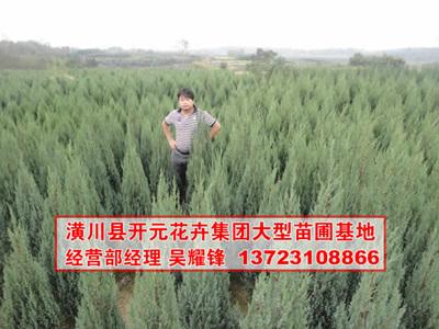 供應(yīng)河南檜