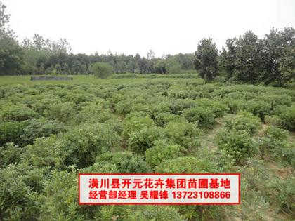 供應(yīng)河南海桐球