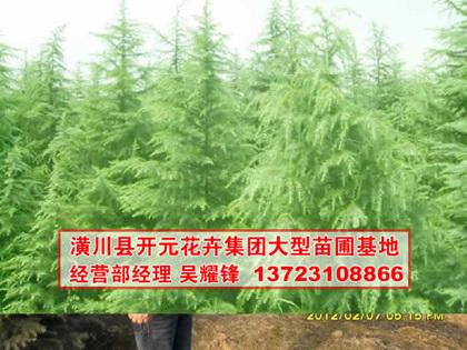 供應雪松,河南雪松,雪松價格,潢川雪松基地