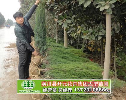 供應(yīng)潢川刺柏