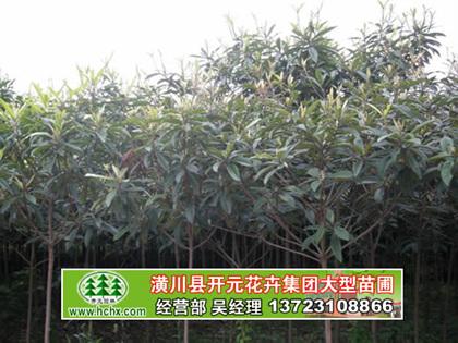 枇杷圖片