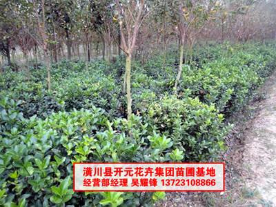 河南大葉黃楊，大葉黃楊供應(yīng)