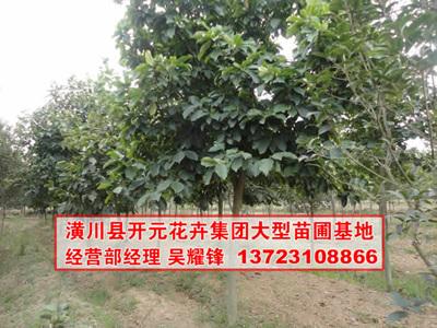 供應(yīng)紅玉蘭白玉蘭黃玉蘭