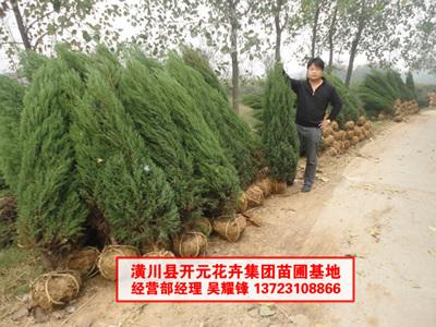 供應(yīng)河南檜