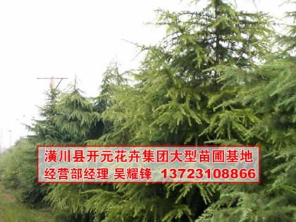 供應雪松,河南雪松,雪松價格,潢川雪松基地