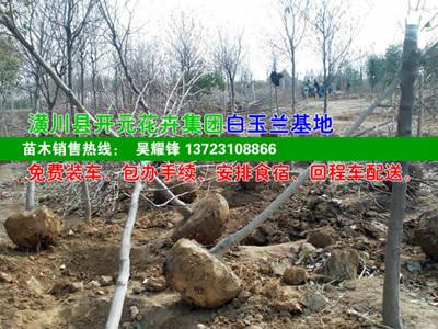 供應(yīng)紅玉蘭白玉蘭黃玉蘭