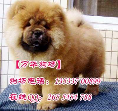 广州正规的狗场 广州哪里有卖松狮犬 广州松狮犬哪里有卖