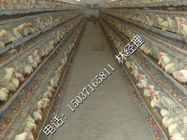 肉雞籠-蛋雞籠-育雛籠圖片