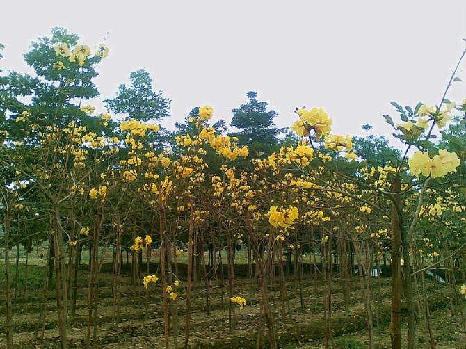 供应福建漳州黄花风铃木