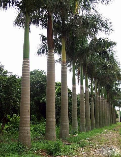 供应福建大王椰子