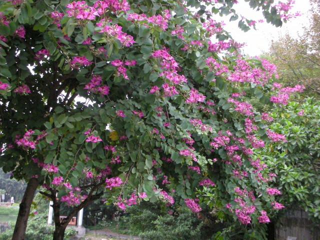 供应福建红花紫荆