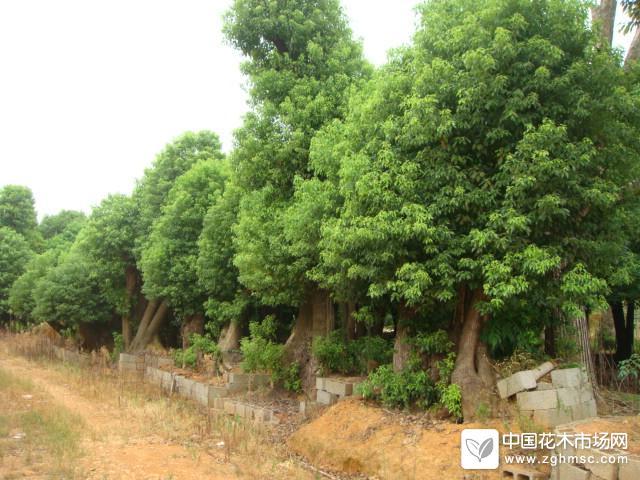 供应福建漳州移植骨架香樟全冠香樟