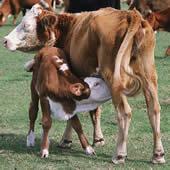 供應怎樣育肥肉牛犢/肉牛價格