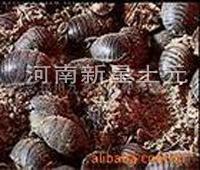 河南新星土元养殖厂图片