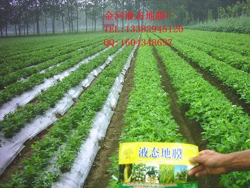 供應(yīng)全新金河多功能生物全降解液體地膜液態(tài)農(nóng)膜花生膜非塑料地膜廠家直銷