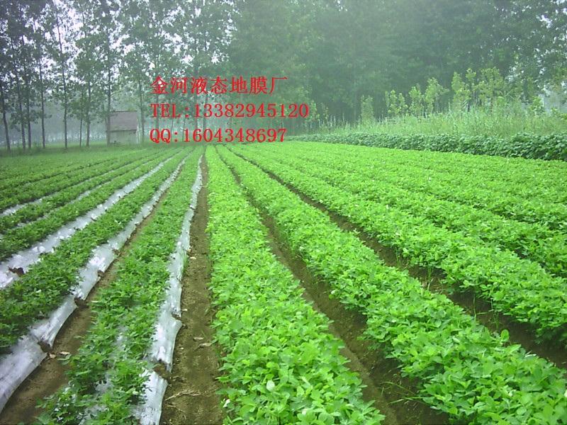 生物降解地膜圖片/生物降解地膜樣板圖 (2)