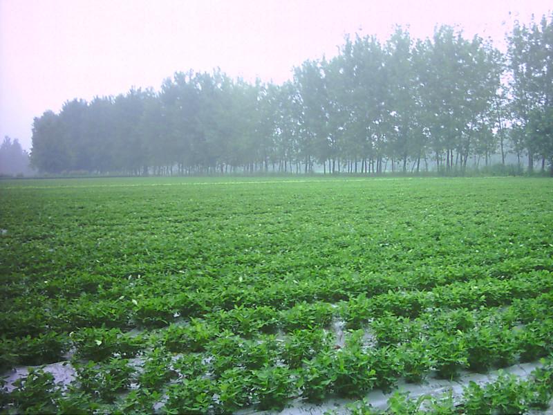供應(yīng)金河液態(tài)地膜廠生物降解地膜