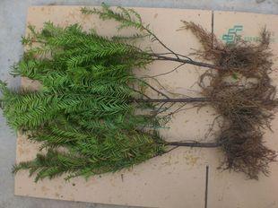 供應(yīng)沙藏紅豆杉種子 南方紅豆杉種子 曼地亞紅豆杉種子 紅豆杉