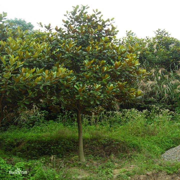 供應(yīng)綠化喬木廣玉蘭，廣玉蘭苗，別名：大花玉蘭、荷花玉蘭、洋玉蘭