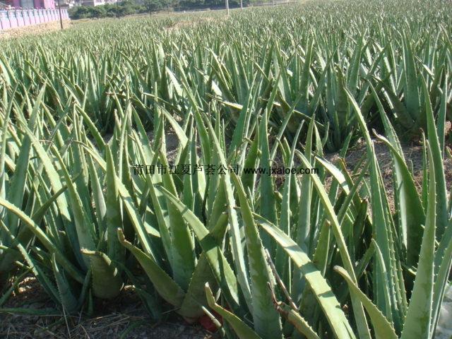 莆田市江夏芦荟科技有限公司