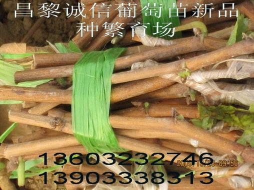 綏中葡萄苗圖片