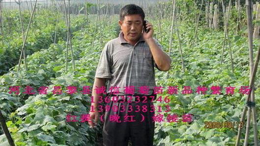 供應(yīng)河北葡萄苗哪里有,葡萄苗基地，葡萄苗價格，葡萄苗供應(yīng)商