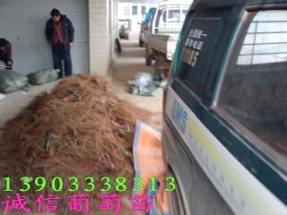 無核a17葡萄苗，A17葡萄苗哪里有賣 無核A17葡萄苗