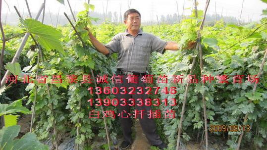 供應(yīng)河北葡萄苗哪里有,葡萄苗基地，葡萄苗價格，葡萄苗供應(yīng)商