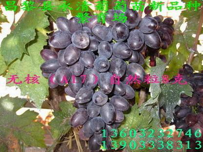 無核a17葡萄苗，A17葡萄苗哪里有賣 無核A17葡萄苗