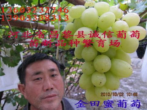 供應(yīng)用于種植的河北金田葡萄苗哪家好，金田葡萄苗，金田葡萄苗價格，金田美指，金田玫瑰，金田0608?