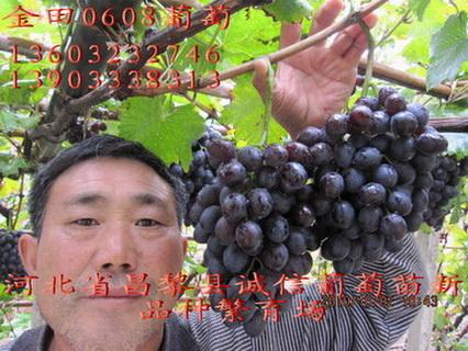 供應(yīng)用于種植的河北金田葡萄苗哪家好，金田葡萄苗，金田葡萄苗價格，金田美指，金田玫瑰，金田0608?