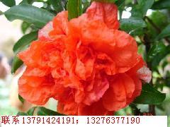 供應(yīng)【出售石榴樹&批發(fā)石榴苗】