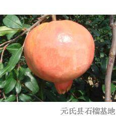 出售石榴樹苗#批發(fā)石榴樹苗