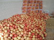 山東石榴批發(fā)