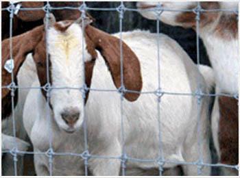 草原網(wǎng)圖片