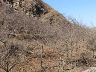 苹果树苗_苹果树苗价格_苹果树大树