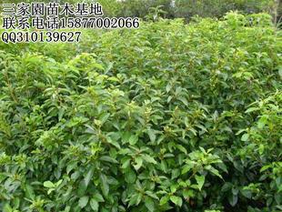 供應(yīng)廣西香樟苗/香樟小苗/中葉香樟苗/籽播香樟苗
