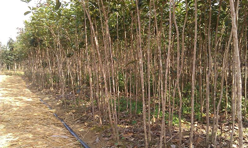 大量批發(fā)廣西桂林優(yōu)質(zhì)桂花苗、桂花苗種植基地、桂花苗大量批發(fā)出售