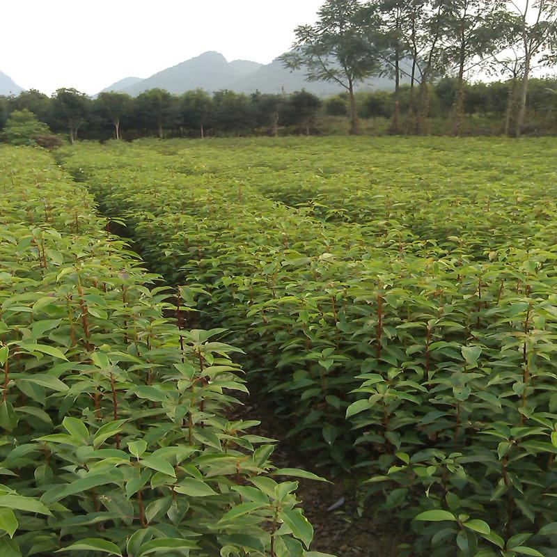 供应广西桂林香樟苗，香樟小苗，香樟树苗，小叶香樟，樟树苗图片