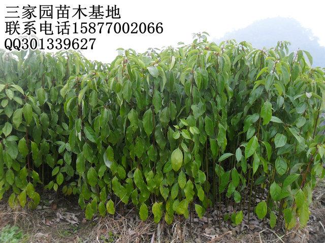 供應(yīng)廣西香樟苗/香樟小苗/中葉香樟苗/籽播香樟苗